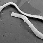 pic tapeworm